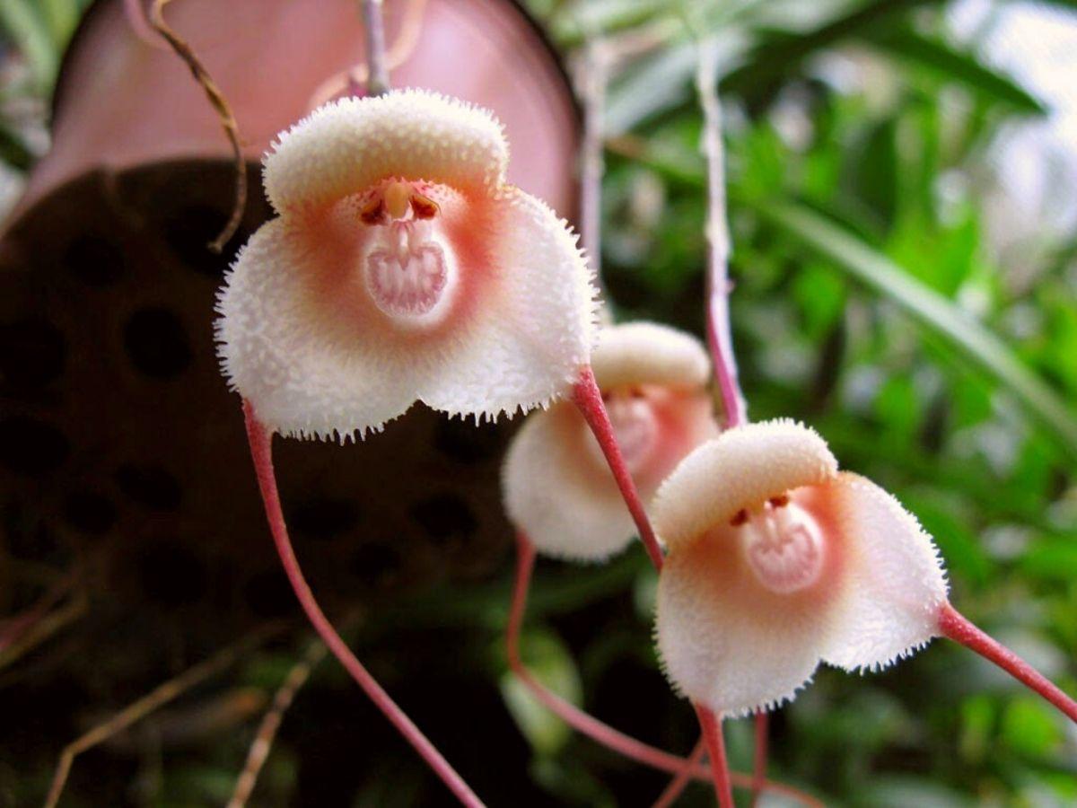 Orchid with fallen petals and green leaves between bloom cycles like a runner in a marathon cycle